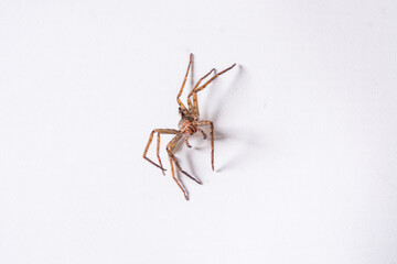 Orb-weaver spider isolated on white (Araneus ventricosus)