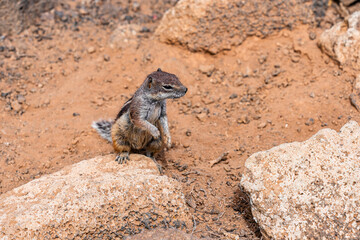 Small canarian chipmunk watching for enemies looking cute