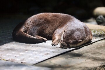 the otter is sleeping in the afternoon.