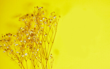 Yellow and white baby's breath, gypsophila dry flowers on yellow background. flat lay, top view,...