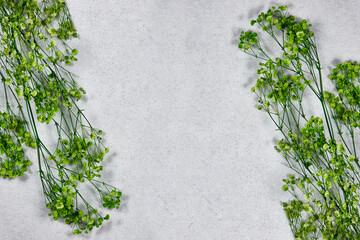 green baby's breath, gypsophila dry flowers on gray grunge background. flat lay, top view, copy...
