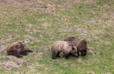 Grizzly Bears in Yellowstone National Park Wyoming in Spring