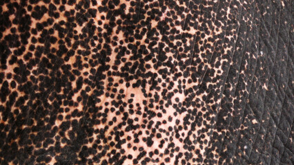 Elephant body in closeup