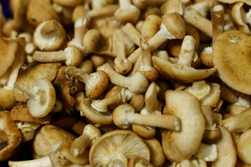 Pile of Mushrooms on Table