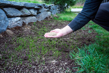 Hand with reparation grass seeds ready to go into soil.