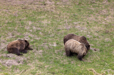 Fototapeta premium Grizzly Bears in Yellowstone National Park Wyoming in Spring