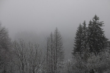 trees in the fog and snow