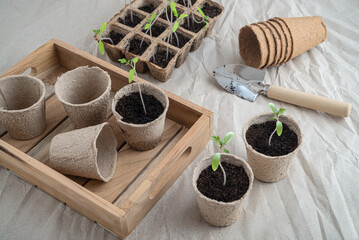 Replanting tomato seedlings in paperboard pots