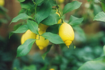 yellow lemon on tree