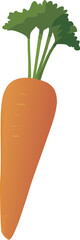 Isolated carrot vector