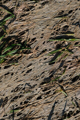 Vegetation stress of winter wheat. Discolored leaves. Weather unfavorable conditions.