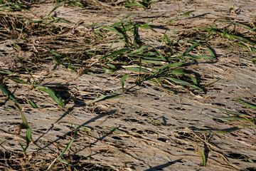 Vegetation stress of winter wheat. 