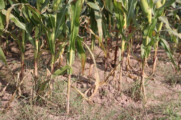 Thriving Green Maize Corn Plantations