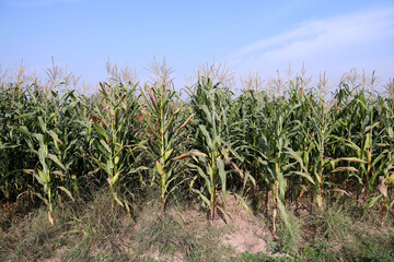 Thriving Green Maize Corn Plantations