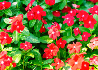 Red Impatient flowers, top view