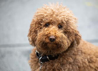 Portrait of a red poodle outdoors
