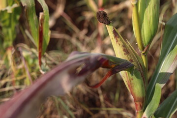 Thriving Green Maize Corn Plantations