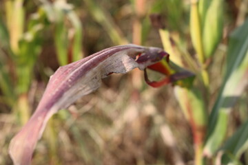 Thriving Green Maize Corn Plantations
