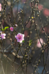 Colourful blossoms bloom in Nhat Tan flower village before Tet Fesival, Vietnam Lunar Year