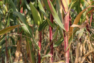 Thriving Green Maize Corn Plantations