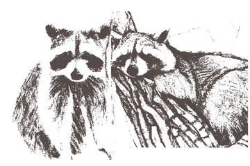 Ball point pen sketch of raccoon. raccoon vintage engraving. trash panda art.