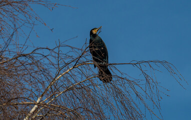 Kormoran macht Rast auf einem Baum