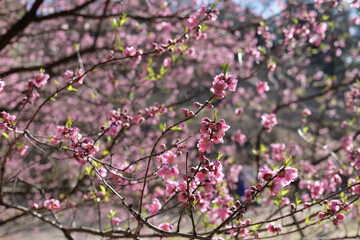 Cherry blossoms at Yokohama's Shikinomori Park at around 50% bloom