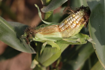 Thriving Green Maize Corn Plantations