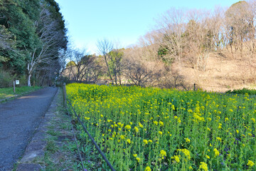 Rapeseed flowers at Yokohama's Shikinomori Park