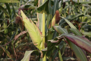 Fototapeta premium Thriving Green Maize Corn Plantations
