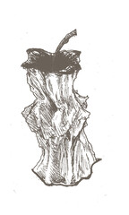 vintage sketch of rotten apple illustrated on isolated white page.