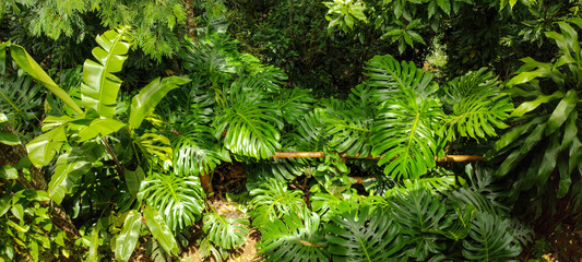 FOREST VEGETATION LEAVES TREES GREEN LIFE NATURE TROPICAL PARADISE BACKGROUND TRUNK BRANCHES PARK FOREST RESERVE