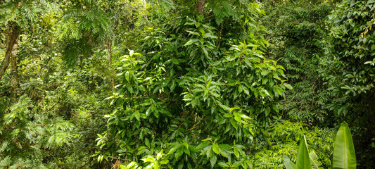 Obraz premium FOREST VEGETATION LEAVES TREES GREEN LIFE NATURE TROPICAL PARADISE BACKGROUND TRUNK BRANCHES PARK FOREST RESERVE