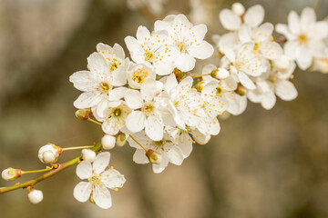 Prunus spinosa Schlehdorn Detail Blüte Close Up