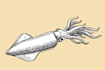 Squid hand drawn sketch, vector illustration   - 755044202