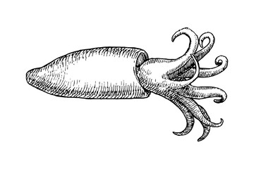 Loligo. Squid. Hand drawn sketch, vector illustration   - 755044208