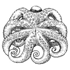 Octopus hand drawn sketch, vector illustration  - 755044217