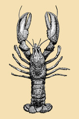 Lobster hand drawn sketch, vector illustration  - 755044226