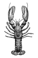 Lobster hand drawn sketch, vector illustration  - 755044235