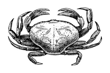 Crab hand drawn sketch, vector illustration  - 755044239