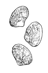 Seashells hand drawn sketch, vector illustration  - 755044240