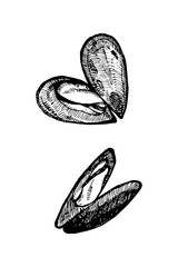 Mussels hand drawn sketch, vector illustration