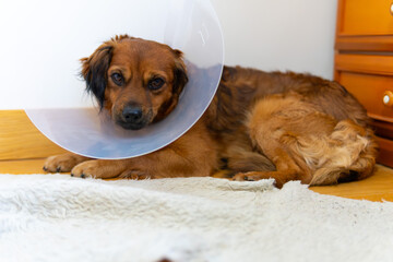 photo dog with Elizabethan collar, e-collar, cone collar, on blanket at home frustrated face.