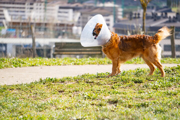 photo of dog with cone collar in the park. veterinary collar to avoid scratching
