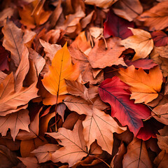Naklejka na ściany i meble Crisp Autumn Leaves: A Symphony of Colors Signifying the Cycle of Life