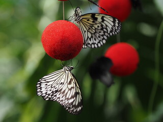 Tree Nymph (Idea leuconoe) hang on aromatic red balls attracting insects