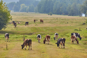 A pastoral scene of spotted cows grazing on a lush green meadow under a clear blue sky.