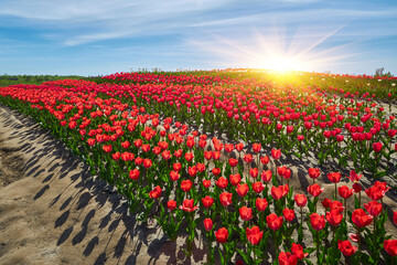 Red tulips in curvy rows