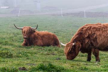 Galloway Rinder auf einer Weide