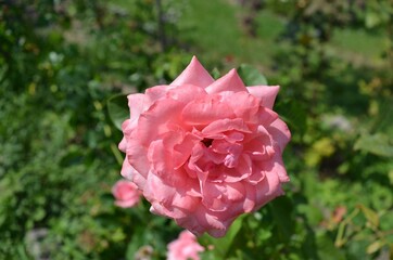 A blooming rose in the summer garden
